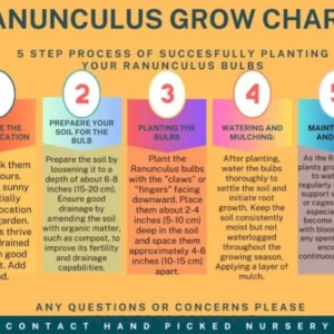 Ranunculus Red Shade Bulbs - Buy 4 Get 1 Free Jumbo Size Flower Bulbs