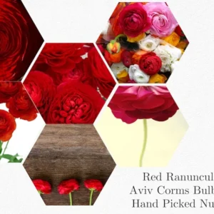 Ranunculus Red Shade Bulbs - Buy 4 Get 1 Free Jumbo Size Flower Bulbs