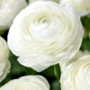 Ranunculus White Shade Bulbs - 10 Jumbo Flower Bulbs - Buy 3 Get 1 Free