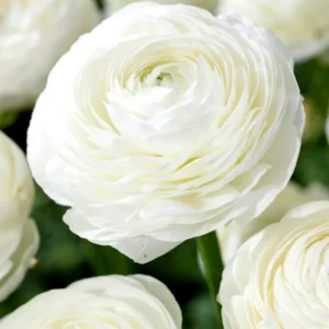 Ranunculus White Shade Bulbs - 10 Jumbo Flower Bulbs - Buy 3 Get 1 Free