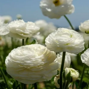 Ranunculus White Shade Bulbs - 10 Jumbo Flower Bulbs - Buy 3 Get 1 Free