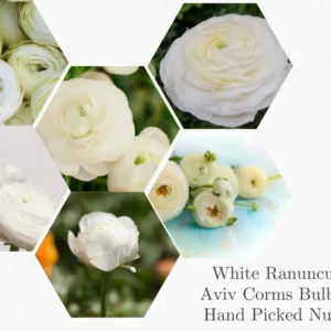 Ranunculus White Shade Bulbs - 10 Jumbo Flower Bulbs - Buy 3 Get 1 Free
