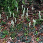 Rattlesnake Orchid Perennial - 5 Root System - Flowering Plant
