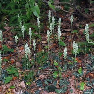 Rattlesnake Orchid Perennial - 5 Root System - Flowering Plant