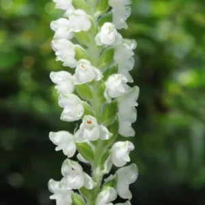 Rattlesnake Orchid Perennial - 5 Root System - Flowering Plant