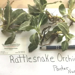 Rattlesnake Orchid Perennial - 5 Root System - Flowering Plant