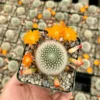 Rebutia Fiebrigii Cactus - Live Blooming Plant 3 inch Pot Ornamental