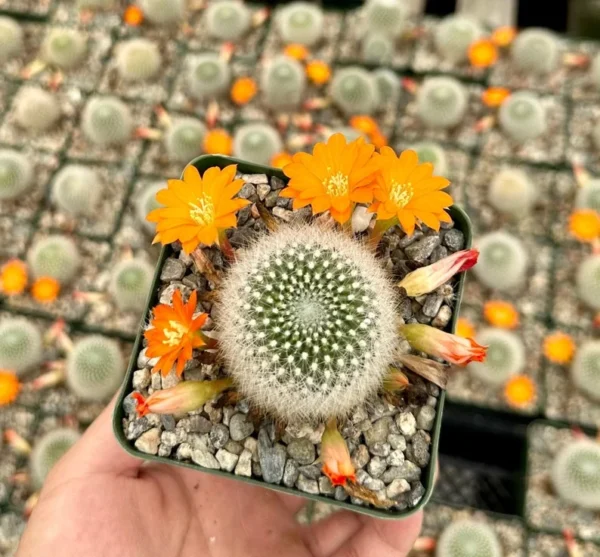 Rebutia Fiebrigii Cactus - Live Blooming Plant 3 inch Pot Ornamental