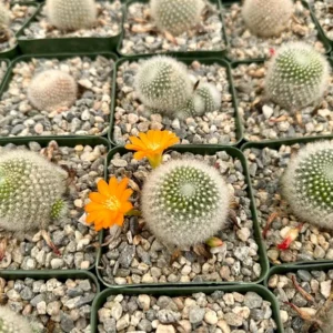 Rebutia Fiebrigii Cactus - Live Blooming Plant 3 inch Pot Ornamental