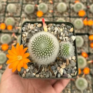 Rebutia Fiebrigii Cactus - Live Blooming Plant 3 inch Pot Ornamental