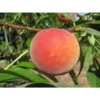 Red Baron Peach Tree - 2-3 ft Tall Fruit Tree - Potted
