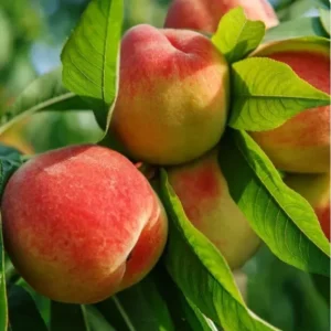 Red Baron Peach Tree - 2-3 ft Tall Fruit Tree - Potted