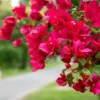Red Bougainvillea Temple Fire Plant - 1 ft Vine in 6" Pot
