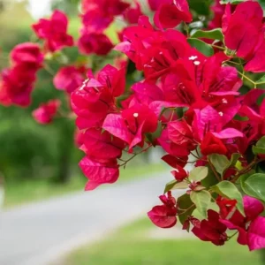 Red Bougainvillea Temple Fire Plant - 1 ft Vine in 6