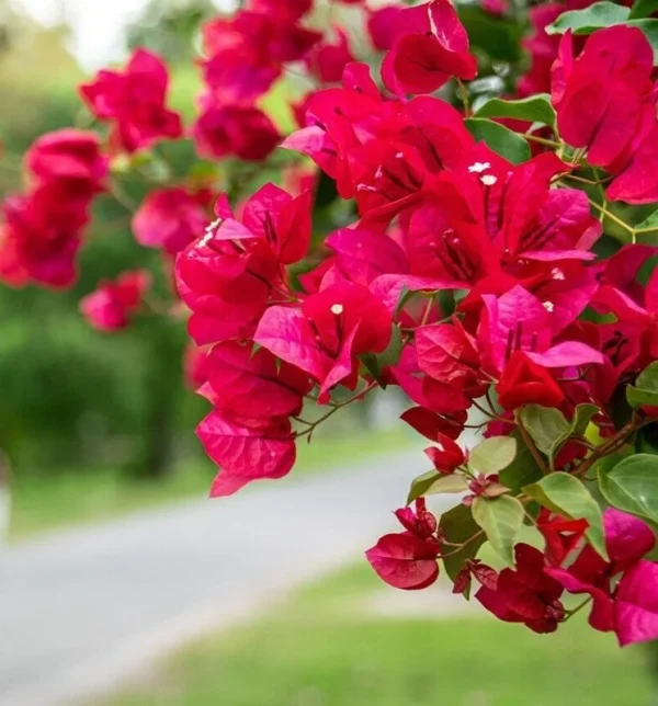Red Bougainvillea Temple Fire Plant - 1 ft Vine in 6" Pot