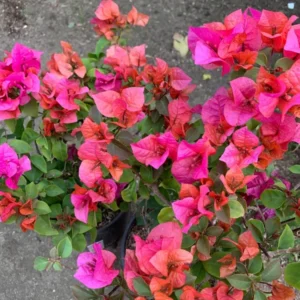 Red Bougainvillea Temple Fire Plant - 1 ft Vine in 6" Pot