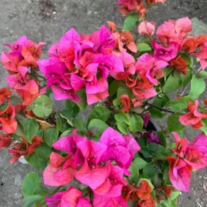 Red Bougainvillea Temple Fire Plant - 1 ft Vine in 6