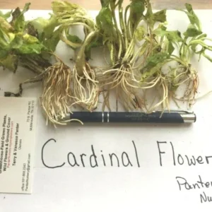 Red Cardinal Flower 5 Roots Lobelia Cardinalis - Scarlet Perennial