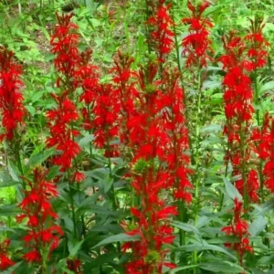 Red Cardinal Flower 5 Roots Lobelia Cardinalis - Scarlet Perennial