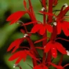 Red Cardinal Flower 5 Roots Lobelia Cardinalis - Scarlet Perennial