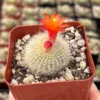 Red Crown Cactus Rebutia Minuscula Blooming Live Plant 2.5'' Pot