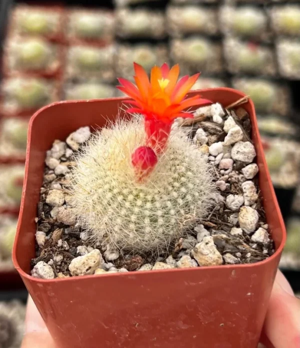Red Crown Cactus Rebutia Minuscula Blooming Live Plant 2.5'' Pot
