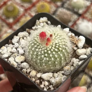 Red Crown Cactus Rebutia Minuscula Blooming Live Plant 2.5'' Pot