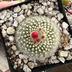 Red Crown Cactus Rebutia Minuscula Blooming Live Plant 2.5'' Pot