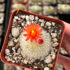 Red Crown Cactus Rebutia Minuscula Blooming Live Plant 2.5'' Pot