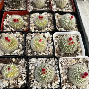 Red Crown Cactus Rebutia Minuscula Blooming Live Plant 2.5'' Pot