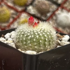 Red Crown Cactus Rebutia Minuscula Blooming Live Plant 2.5'' Pot
