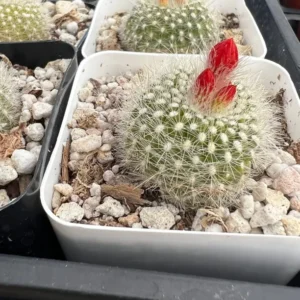 Red Crown Cactus Rebutia Minuscula Blooming Live Plant 2.5'' Pot