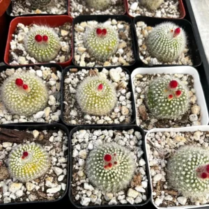 Red Crown Cactus Rebutia Minuscula Blooming Live Plant 2.5'' Pot