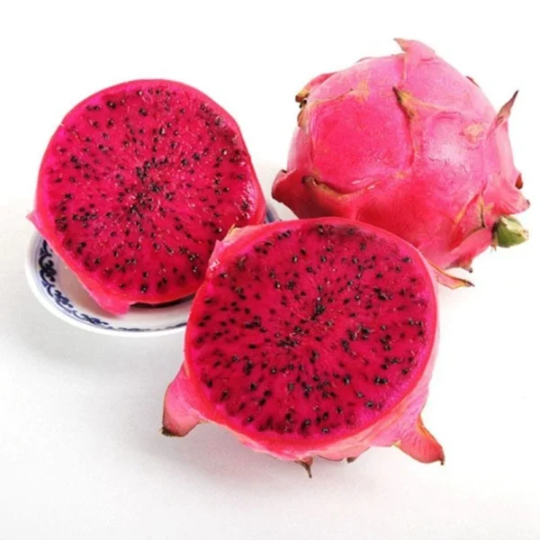 Red Dragon Fruit American Beauty Plant - Live Pitaya Cactus - 1-2 Ft - 6 Inch Pot
