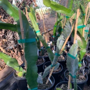 Red Dragon Fruit American Beauty Plant - Live Pitaya Cactus - 1-2 Ft - 6 Inch Pot