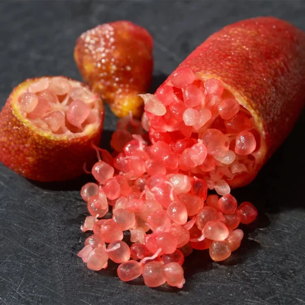 Red Finger Lime Tree - Premium Grafted Live Plant - 1 to 2 Feet - Exotic Citrus - Not Ship CA