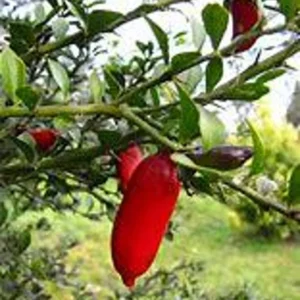 Red Finger Lime Tree - Premium Grafted Live Plant - 1 to 2 Feet - Exotic Citrus - Not Ship CA