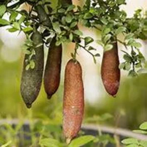 Red Finger Lime Tree - Premium Grafted Live Plant - 1 to 2 Feet - Exotic Citrus - Not Ship CA