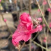 Red Flowering Peach Tree - 3-4 ft Tall - 3 Gal Pot - Deciduous Tree