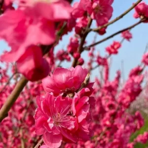 Red Flowering Peach Tree - 3-4 ft Tall - 3 Gal Pot - Deciduous Tree