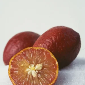 Red Lime Tree - 2 Feet Tall - Vibrant Citrus Easy Care - Free Shipping - Not Ship CA