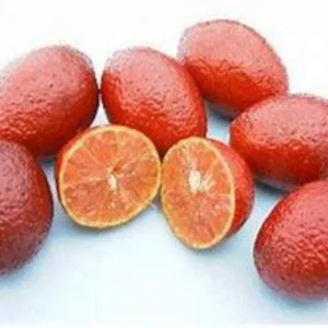 Red Lime Tree - 2 Feet Tall - Vibrant Citrus Easy Care - Free Shipping - Not Ship CA