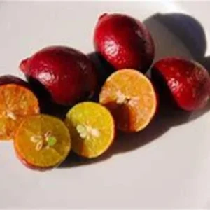 Red Lime Tree - 2 Feet Tall - Vibrant Citrus Easy Care - Free Shipping - Not Ship CA