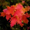 Red Maple Tree - 2.5" Pot Native Plant - 6-12 Inch Tall Shade Tree