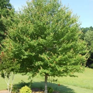 Red Maple Tree - 2.5" Pot Native Plant - 6-12 Inch Tall Shade Tree
