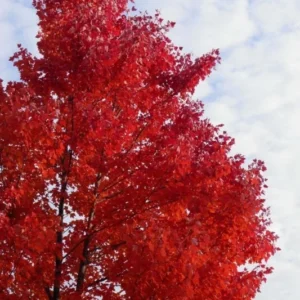 Red Maple Tree - 2.5