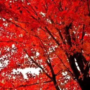 Red Maple Tree - 2.5