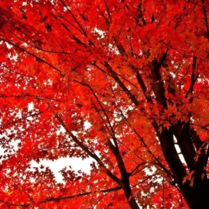 Red Maple Tree Plant - Native Red Maple in Quart Pot 6-12 Inch