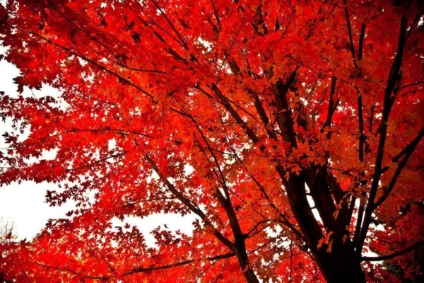 Red Maple Tree Plant - Native Red Maple in Quart Pot 6-12 Inch