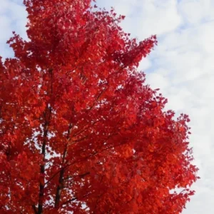 Red Maple Tree Plant - Native Red Maple in Quart Pot 6-12 Inch